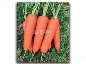 順和-胡蘿卜種子-廈秾農(nóng)業(yè)