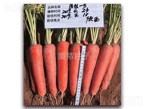 廈紅一號(hào)-胡蘿卜種子-廈秾農(nóng)業(yè)