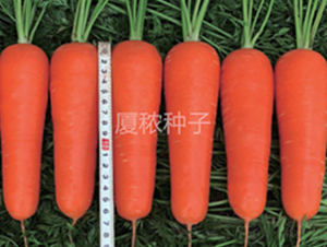 廈紅三號(hào)-胡蘿卜種子-廈秾農(nóng)業(yè)