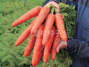 廈紅二號(hào)-胡蘿卜種子-廈秾農(nóng)業(yè)