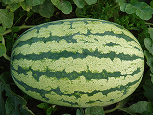 特選西農(nóng)八號(hào)-西瓜種子-荃銀瓜菜