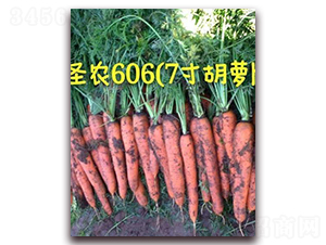 圣農(nóng)胡蘿卜606-胡蘿卜種子-圣農(nóng)高科