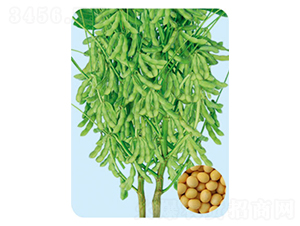 é¼è±†38-å¤§è±†ç¨®å­-å¤§è±ç¨®æ¥­(yÃ¨)