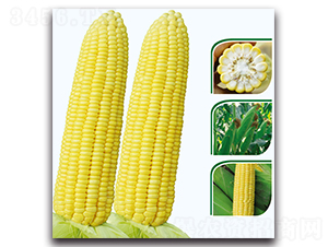 耘甜8號(hào)玉米-甜玉米種子-現(xiàn)代金穗