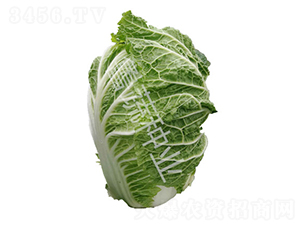 牛牌25號-白菜種子-魯蔬種業(yè)
