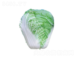 山東四號(hào)-白菜種子-魯蔬種業(yè)