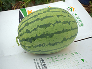 雙紅218-西瓜種子-大齊農(nóng)業(yè)