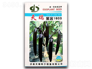 é»‘å®¢1603-èŒ„å­ç¨®å­-å¤©ç‘žç¨®å­
