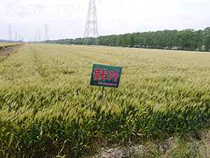 鎮(zhèn)麥10號-小麥種子-中禾種業(yè)
