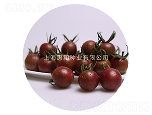 黑珍珠二號(hào)-小番茄種子-惠和種業(yè)