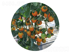 黃冠三號-小番茄種子-惠和種業(yè)