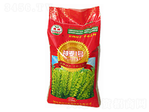 神麥1號(hào)-小麥種子-地神種業(yè)