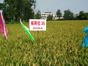株兩優(yōu)35-水稻種子-西科農(nóng)業(yè)