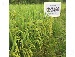 龍優(yōu)450-水稻種子-西科農(nóng)業(yè)