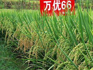 萬優(yōu)66-水稻種子-西科農(nóng)業(yè)