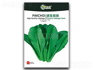 速生翡麗-小白菜種子-國研種業(yè)