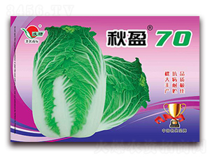 秋盈70-白菜種子-仁大農(nóng)業(yè)