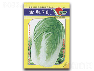 金秋70-白菜種子-仁大農(nóng)業(yè)