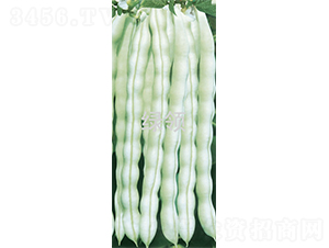 超級白玉-架豆種子-綠領(lǐng)種業(yè)