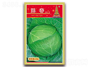 延春-甘藍(lán)種子-中江農(nóng)業(yè)