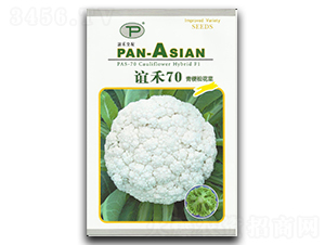 誼禾70-松花菜種子-誼禾