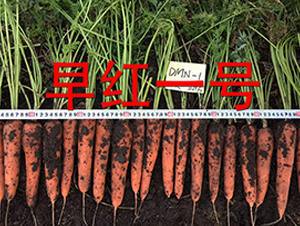 早紅一號(hào)-蘿卜種子-多美農(nóng)