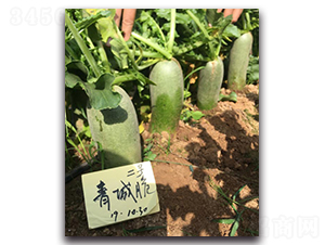 青城脆二號(hào)-蘿卜種子-多美農(nóng)