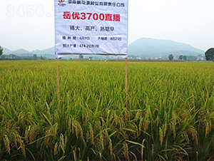 岳優(yōu)3700-水稻種子-桃花源