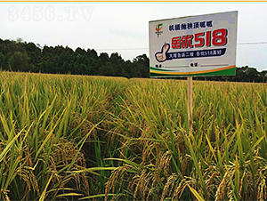 岳優(yōu)518-水稻種子-桃花源