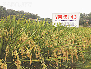 Y兩優(yōu)143-水稻種子-桃花源