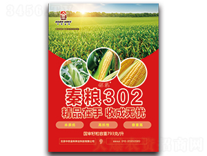 秦糧302-玉米種子-中農金科