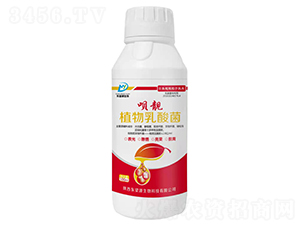 æ¤ç‰©ä¹³é…¸èŒ-å”„éš-æ±æœ›æºç”Ÿç‰©