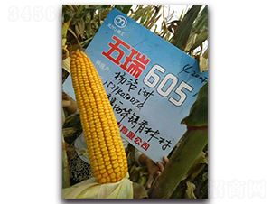 五瑞605-玉米種子-酒玉種業(yè)