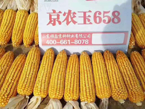 京農(nóng)玉658-玉米種子-農(nóng)邦樂(lè)