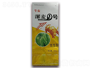 漯麥9號-小麥種子-華豐種業(yè)