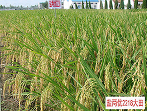 鹽兩優(yōu)2218-雜交秈稻種子-中江種業(yè)