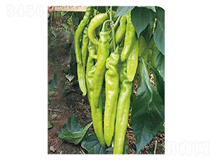 高端椒王-辣椒種子-高端種業(yè)