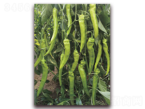 天驕709-辣椒種子-菲圖種業(yè)
