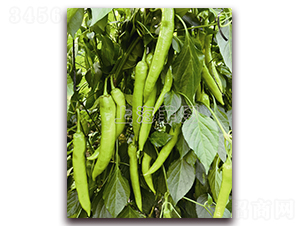 天威六號-辣椒種子-菲圖種業(yè)