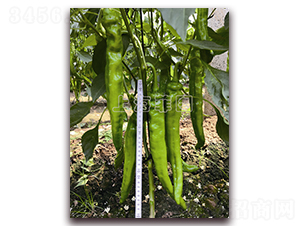 天驕2073-辣椒種子-菲圖種業(yè)