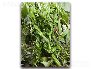 綠隴4394-辣椒種子-菲圖種業(yè)