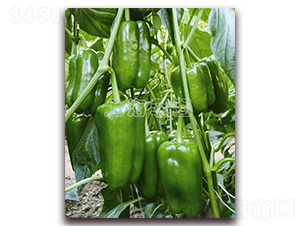 長方椒018-甜椒種子-菲圖種業(yè)