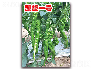 凱旋一號-螺絲椒種子-南澳綠亨