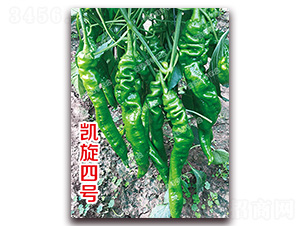 凱旋四號-螺絲椒種子-南澳綠亨