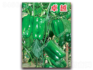 卓越-甜椒種子-南澳綠亨