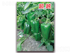 超越-甜椒種子-南澳綠亨