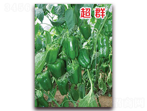 超群-甜椒種子-南澳綠亨