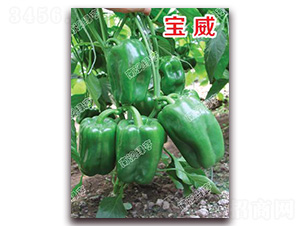 寶威-甜椒種子-南澳綠亨