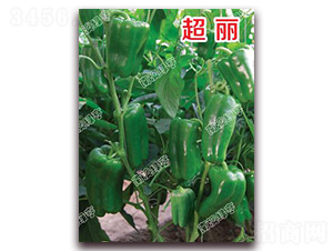 超麗-甜椒種子-南澳綠亨