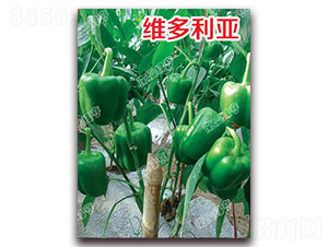 維多利亞-甜椒種子-南澳綠亨